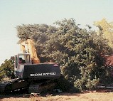 tree_removal.jpg (11227 bytes)